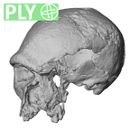 STEINHEIM SMNS-P-17230 SMNS-P-17230 Homo heidelbergensis cranium ply
