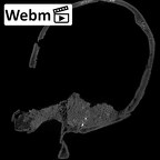 STEINHEIM SMNS-P-17230 SMNS-P-17230 Homo heidelbergensis cranium webm
