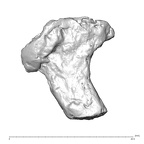 STEINHEIM SMNS-P-17230 Homo heidelbergensis fragment1 view1