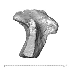 STEINHEIM SMNS-P-17230 Homo heidelbergensis fragment1 view2