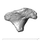 STEINHEIM SMNS-P-17230 Homo heidelbergensis fragment1 view3
