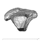 STEINHEIM SMNS-P-17230 Homo heidelbergensis fragment1 view4