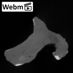 STEINHEIM SMNS-P-17230 Homo heidelbergensis fragment1 webm