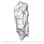 STEINHEIM SMNS-P-17230 H. heidelbergensis fragment10