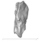 STEINHEIM SMNS-P-17230 Homo heidelbergensis fragment10 view2