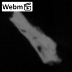 STEINHEIM SMNS-P-17230 Homo heidelbergensis fragment10 webm