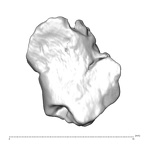 STEINHEIM SMNS-P-17230 H. heidelbergensis fragment11