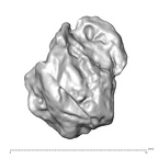 STEINHEIM SMNS-P-17230 Homo heidelbergensis fragment11 view2