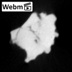 STEINHEIM SMNS-P-17230 Homo heidelbergensis fragment11 webm