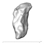 STEINHEIM SMNS-P-17230 H. heidelbergensis fragment12