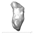 STEINHEIM SMNS-P-17230 Homo heidelbergensis fragment12 view2