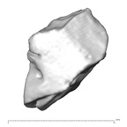 STEINHEIM SMNS-P-17230 Homo heidelbergensis fragment2 view1