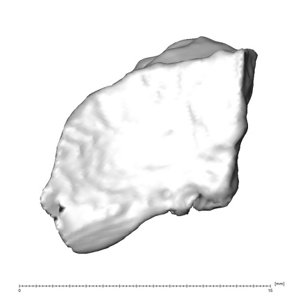 STEINHEIM SMNS-P-17230 Homo heidelbergensis fragment2 view2