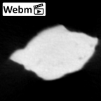 STEINHEIM SMNS-P-17230 Homo heidelbergensis fragment2 webm