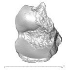 STEINHEIM SMNS-P-17230 Homo heidelbergensis fragment3 view1