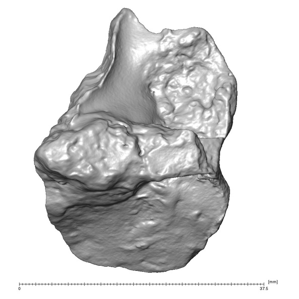 STEINHEIM SMNS-P-17230 Homo heidelbergensis fragment3 view2