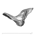 STEINHEIM SMNS-P-17230 Homo heidelbergensis fragment3 view3