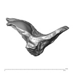 STEINHEIM SMNS-P-17230 Homo heidelbergensis fragment3 view4