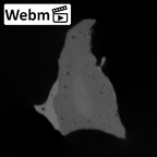 STEINHEIM SMNS-P-17230 Homo heidelbergensis fragment3 webm