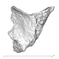 STEINHEIM SMNS-P-17230 Homo heidelbergensis fragment4 view1