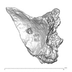 STEINHEIM SMNS-P-17230 Homo heidelbergensis fragment4 view2