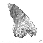 STEINHEIM SMNS-P-17230 Homo heidelbergensis fragment4 view3