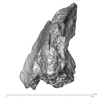 STEINHEIM SMNS-P-17230 Homo heidelbergensis fragment4 view4
