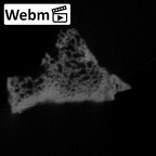 STEINHEIM SMNS-P-17230 Homo heidelbergensis fragment4 webm