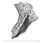 STEINHEIM SMNS-P-17230 Homo heidelbergensis fragment5 view1