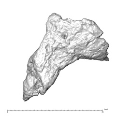 STEINHEIM SMNS-P-17230 Homo heidelbergensis fragment5 view2