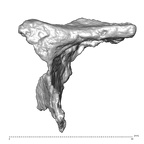STEINHEIM SMNS-P-17230 Homo heidelbergensis fragment6 view1