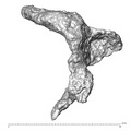 STEINHEIM SMNS-P-17230 Homo heidelbergensis fragment6 view2