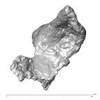 STEINHEIM SMNS-P-17230 Homo heidelbergensis fragment6 view3