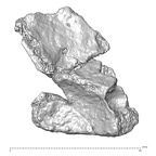 STEINHEIM SMNS-P-17230 H. heidelbergensis fragment7