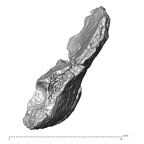 STEINHEIM SMNS-P-17230 Homo heidelbergensis fragment7 view3
