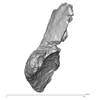 STEINHEIM SMNS-P-17230 Homo heidelbergensis fragment7 view4