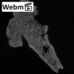 STEINHEIM SMNS-P-17230 Homo heidelbergensis fragment7 webm