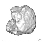 STEINHEIM SMNS-P-17230 Homo heidelbergensis fragment8 view1
