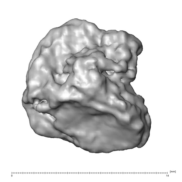 STEINHEIM SMNS-P-17230 Homo heidelbergensis fragment8 view2