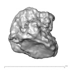 STEINHEIM SMNS-P-17230 Homo heidelbergensis fragment8 view2