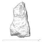 STEINHEIM SMNS-P-17230 Homo heidelbergensis fragment9 view1