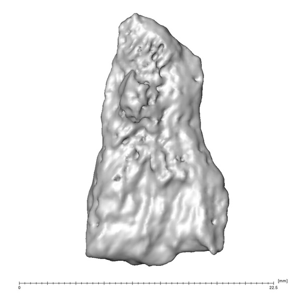 STEINHEIM SMNS-P-17230 Homo heidelbergensis fragment9 view2
