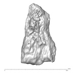 STEINHEIM SMNS-P-17230 H. heidelbergensis fragment9