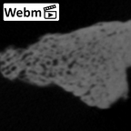 STEINHEIM SMNS-P-17230 Homo heidelbergensis fragment9 webm