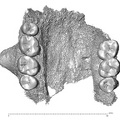 STEINHEIM_SMNS-P-17230_Homo_heidelbergensis_maxilla_inferior.jpg