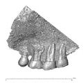 STEINHEIM SMNS-P-17230 Homo heidelbergensis maxilla lateral left