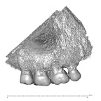 STEINHEIM SMNS-P-17230 Homo heidelbergensis maxilla lateral right