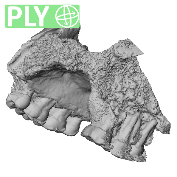 STEINHEIM SMNS-P-17230 Homo heidelbergensis maxilla ply
