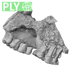 STEINHEIM SMNS-P-17230 Homo heidelbergensis maxilla ply