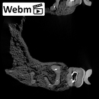 STEINHEIM SMNS-P-17230 Homo heidelbergensis maxilla webm